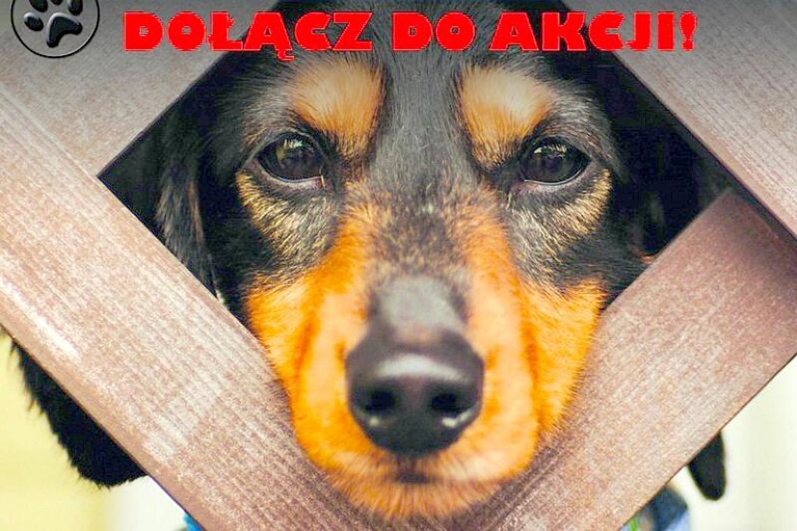 Schronisko dla zwierząt w Krzesimowie potrzebuje pomocy