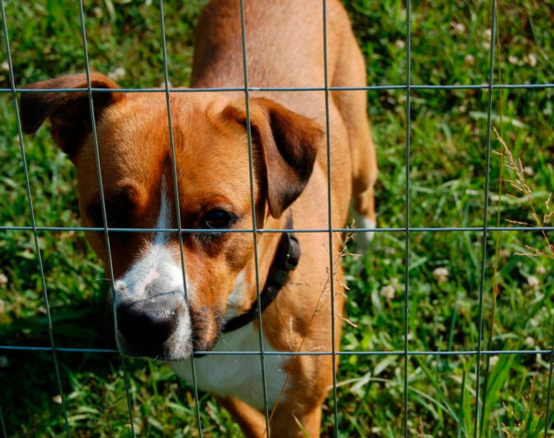 Schronisko dla zwierząt w Zamościu walczy o głosy internautów