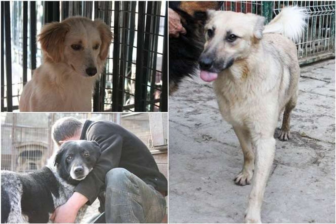 Schronisko przestanie istnieć za pół roku. Co się stanie z psami?