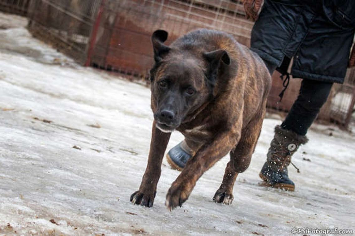Schronisko w Krzesimowie nie przestanie działać z końcem roku Schronisko w Krzesimowie nie przestanie działać z końcem roku