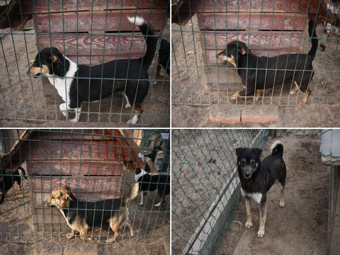 Schronisko w Rachowie Starym: Zabierz psa do domu