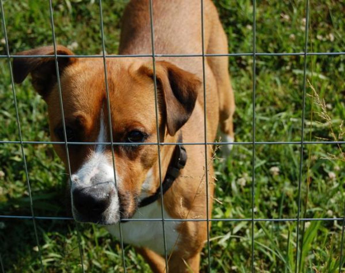 Schronisko w Zamościu prosi o wsparcie