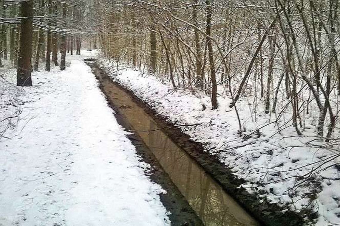 Ścieki w lesie. Urząd tłumaczy, że przyniósł je deszcz