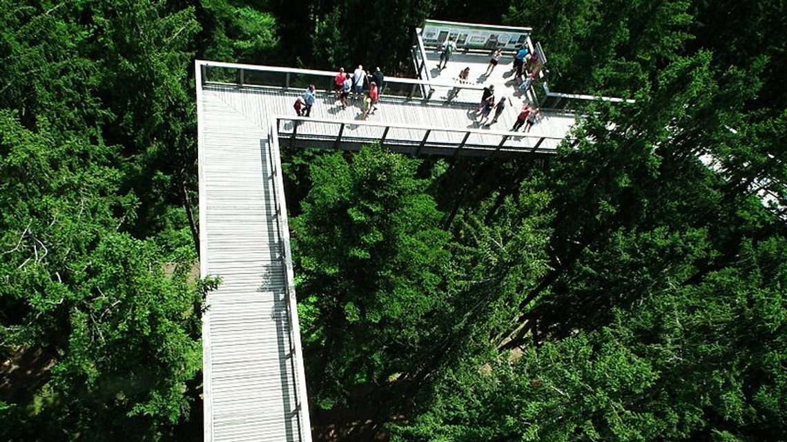 Ścieżka w koronach roztoczańskich drzew. RPN chce zbudować coś takiego