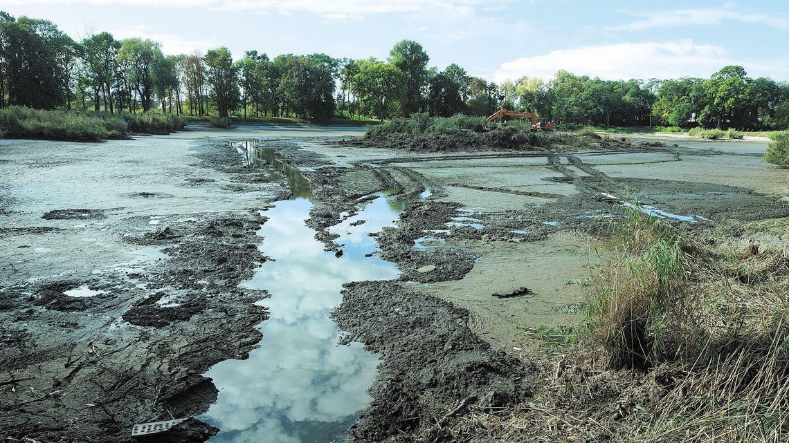 Setka drzew do wycinki. Zasłaniają pałac