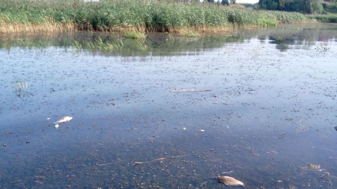Setki kilogramów martwych ryb w zalewie w Nieliszu. Wymiera tylko jeden gatunek