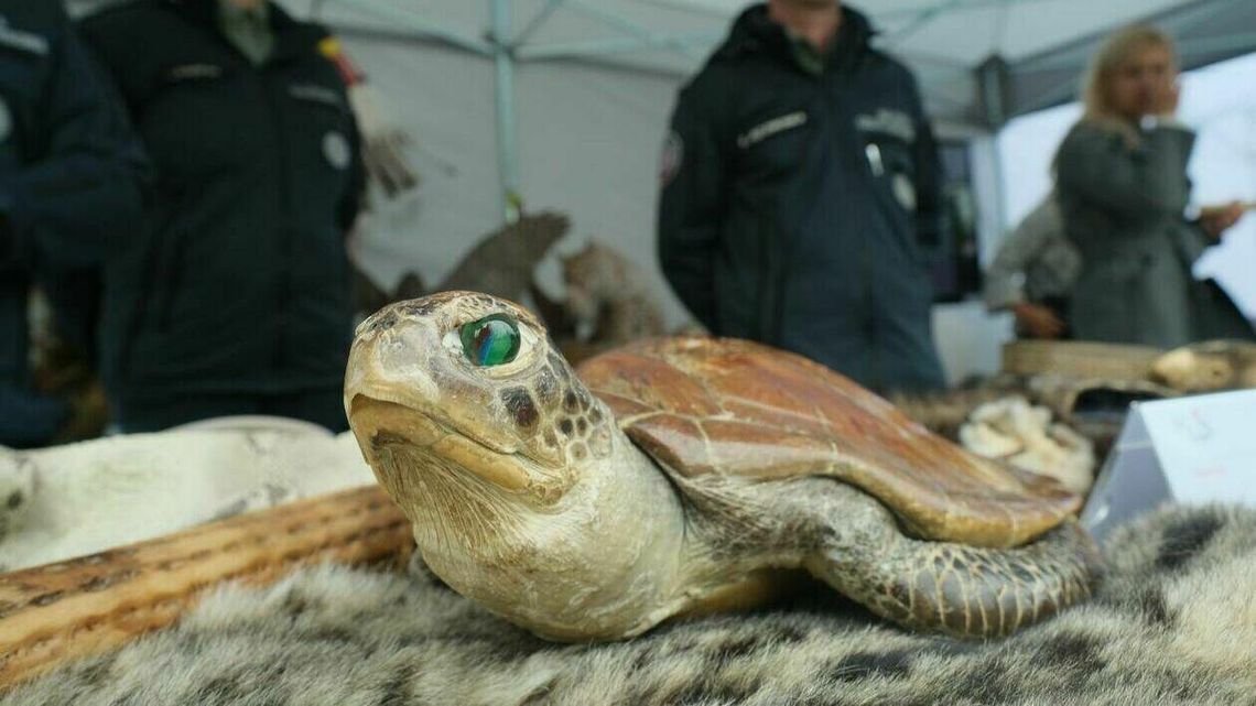 Setki milionów złotych zatrzymanych na granicy. Pokazali, jak to robią