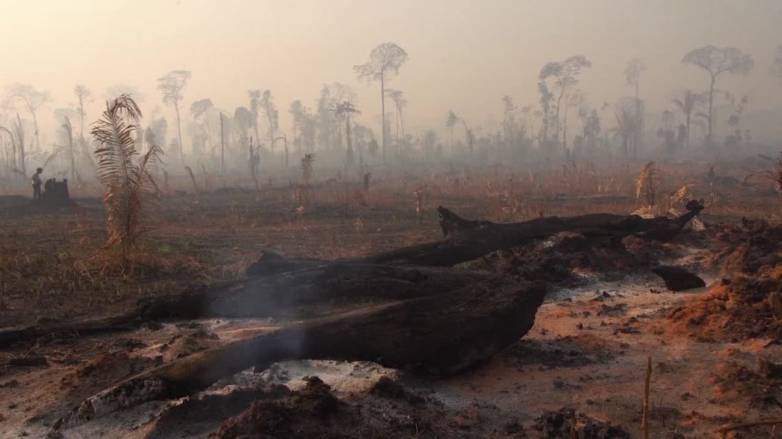 Setki nowych ognisk pożarów w Amazonii. W sumie jest ich prawie 80 tysięcy