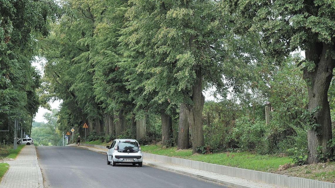 Setki tysięcy drzew może pójść pod topór. "Po wycince kierowcy zawsze jeżdżą szybciej"