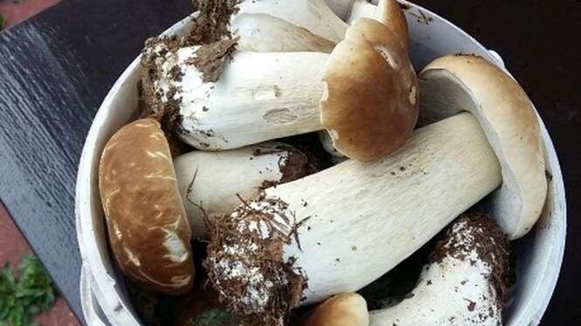 Sezon grzybobrania rozpoczęty. Czekamy na Wasze zdjęcia