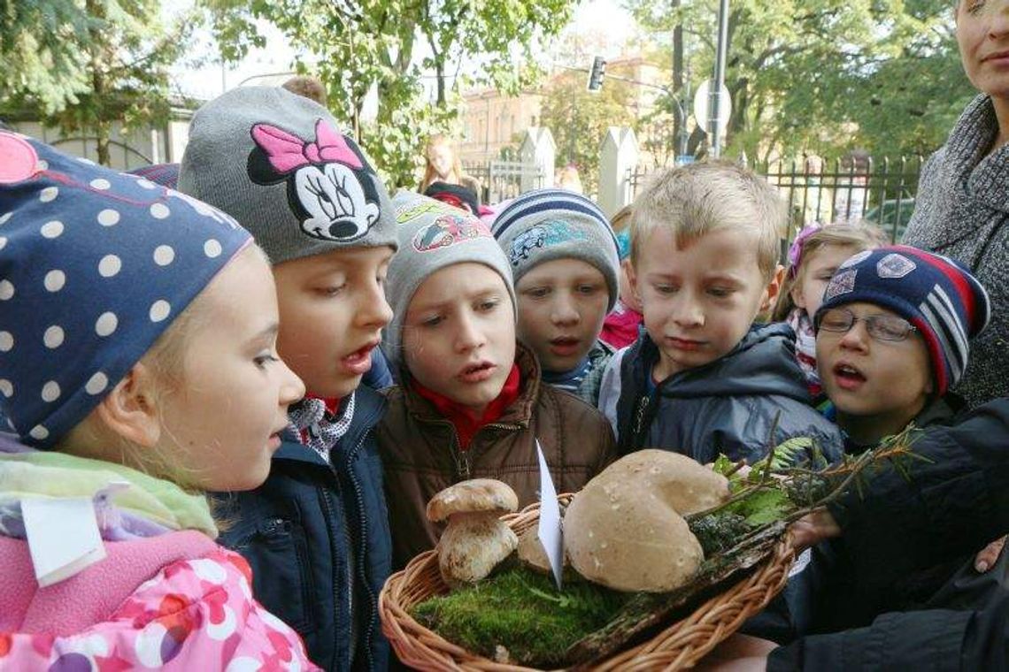 Sezon na grzyby trwa. Sanepid uczy grzybiarzy-amatorów Sezon na grzyby trwa. Sanepid uczy grzybiarzy-amatorów