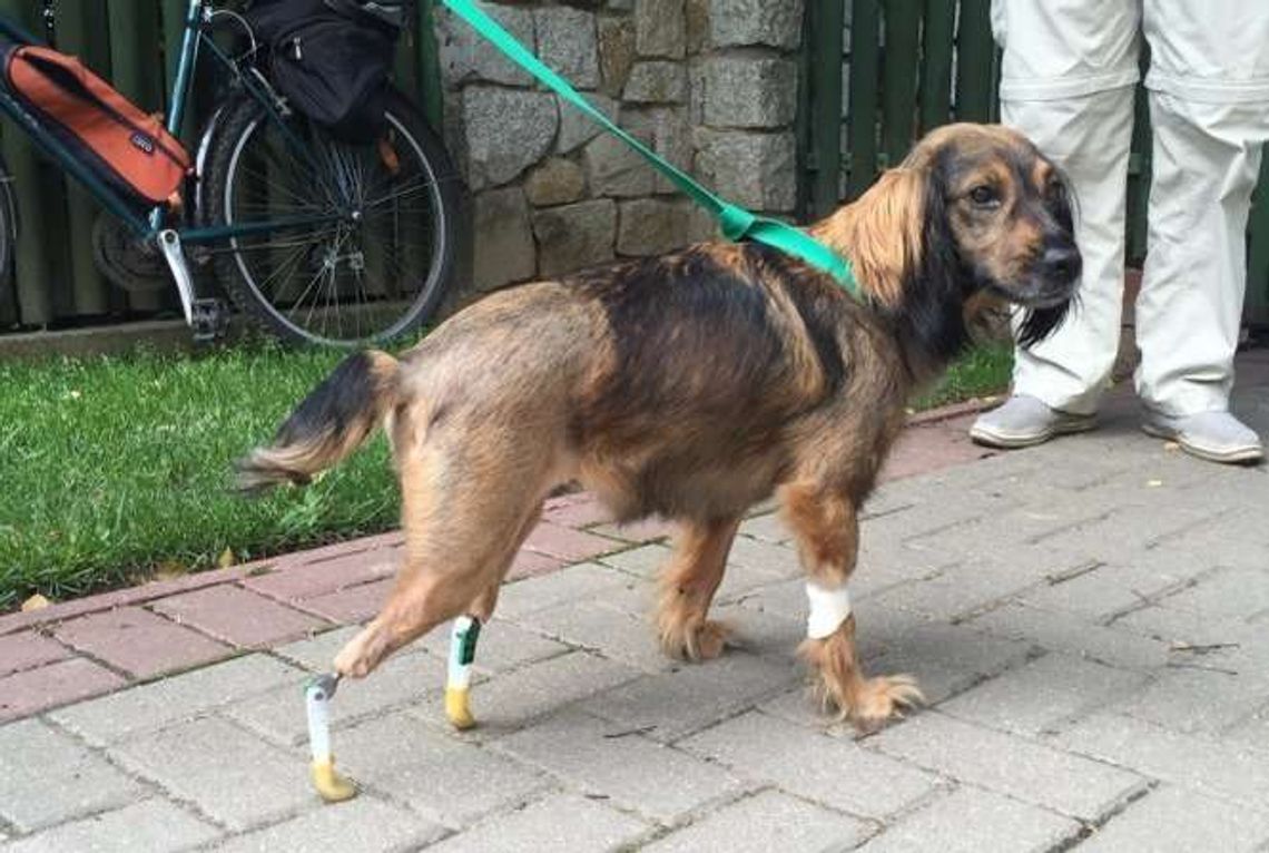 Shila dostała protezy. Może już skakać i biegać. To pierwsza taka operacja w Polsce