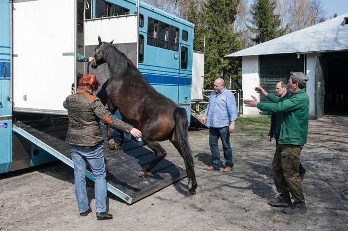 Shirley Watts zabrała swoje konie ze stadniny w Janowie Podlaskim. To samo zrobił hodowca z Czech (ZDJĘCIA)