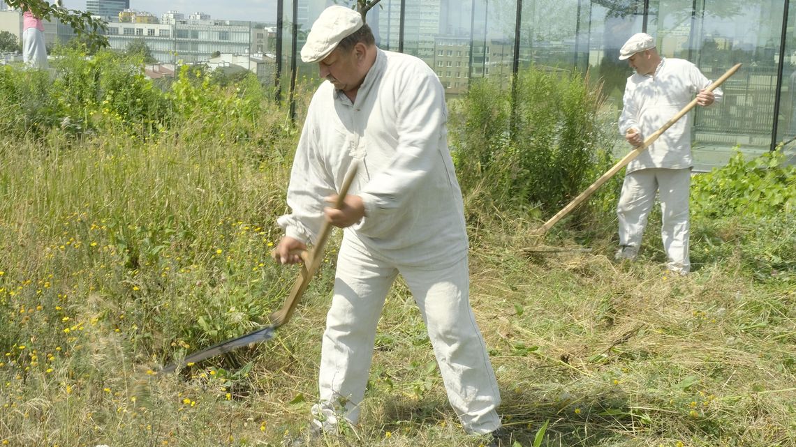 Sianokosy na dachu w centrum Lublina