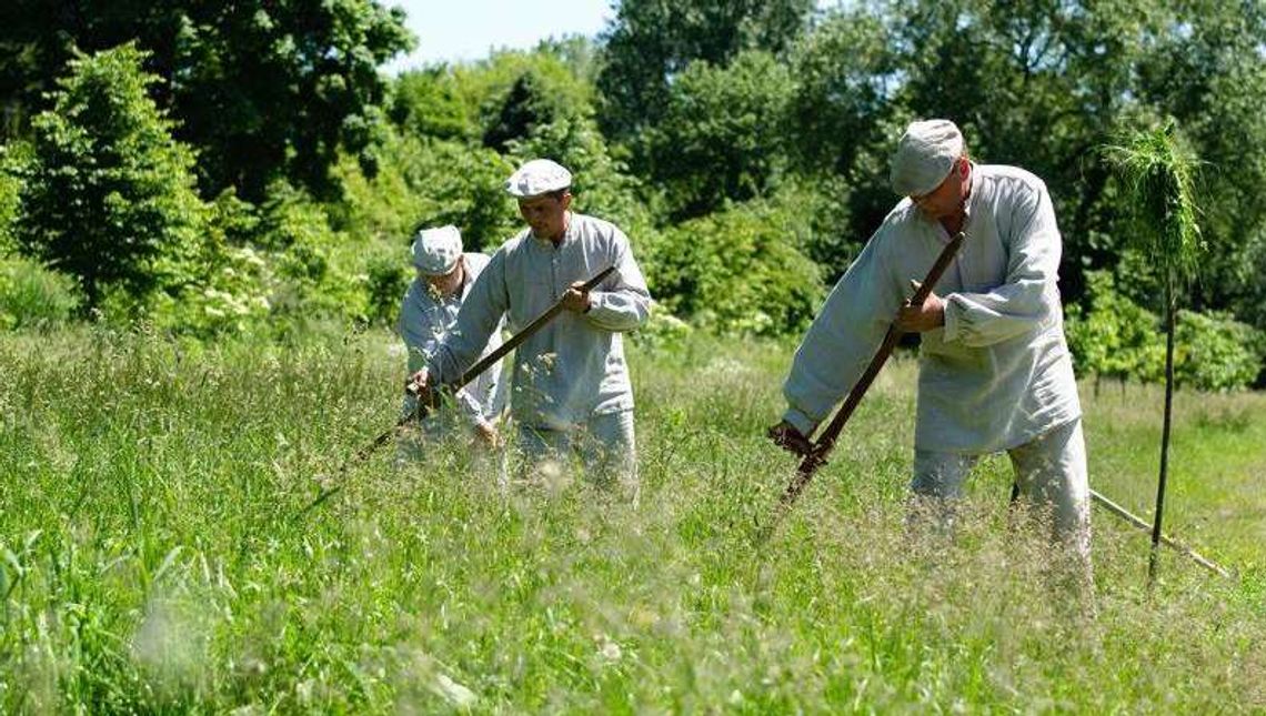 Sianokosy w Muzeum Wsi Lubelskiej