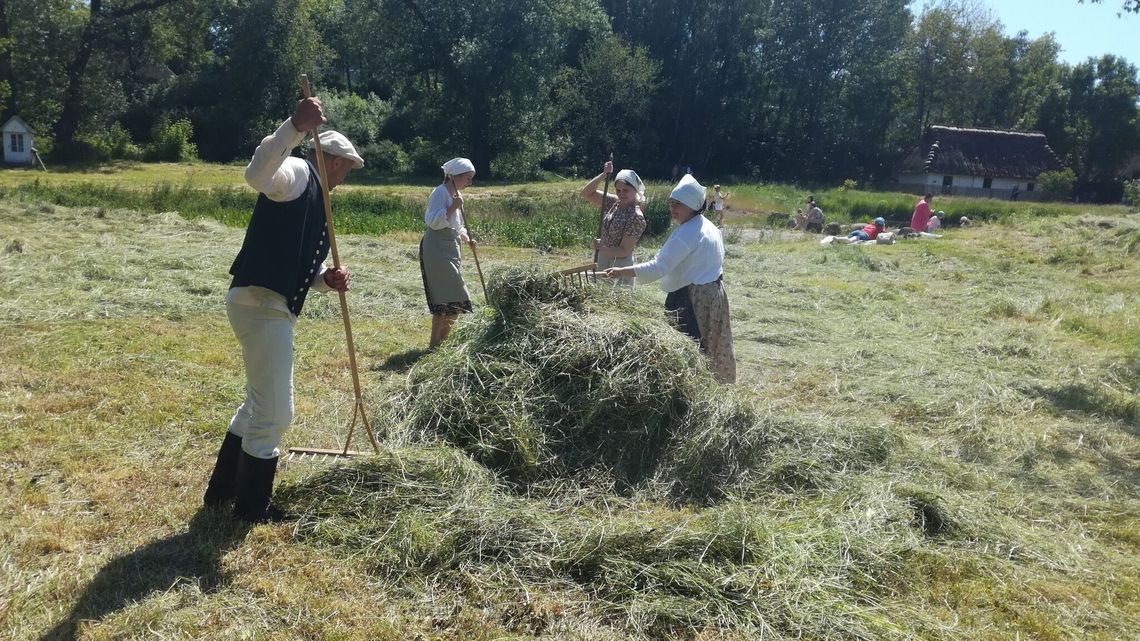 Sianokosy w Muzeum Wsi Lubelskiej