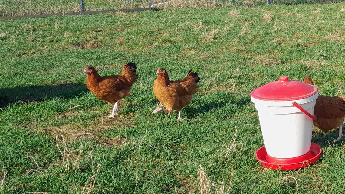 Siatka leśna idealna do ogrodzenia dla kur