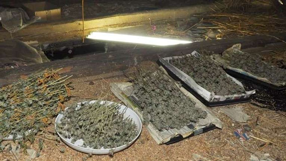 Siedlisko z marihuaną. 40-latek aresztowany. Jest podejrzany o uprawę konopi indyjskich Siedlisko z marihuaną. 40-latek aresztowany. Jest podejrzany o uprawę konopi indyjskich