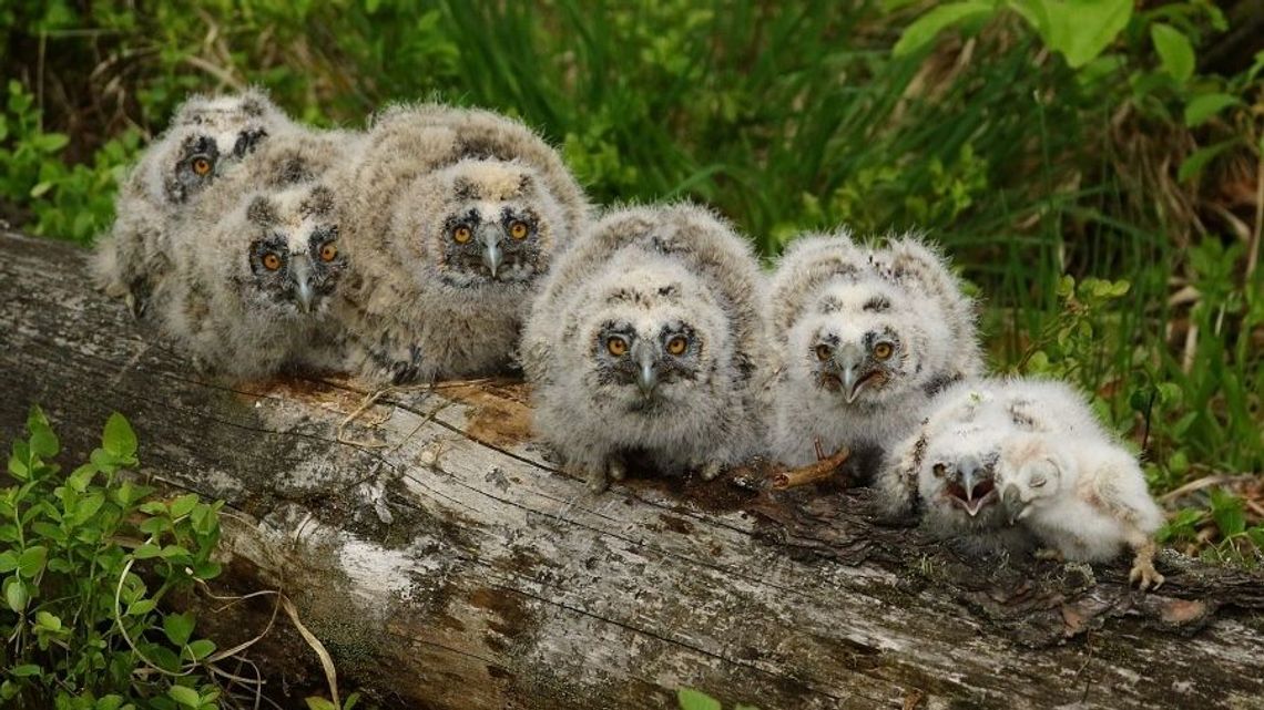 Siedmioraczki przyszły na świat na Lubelszczyźnie