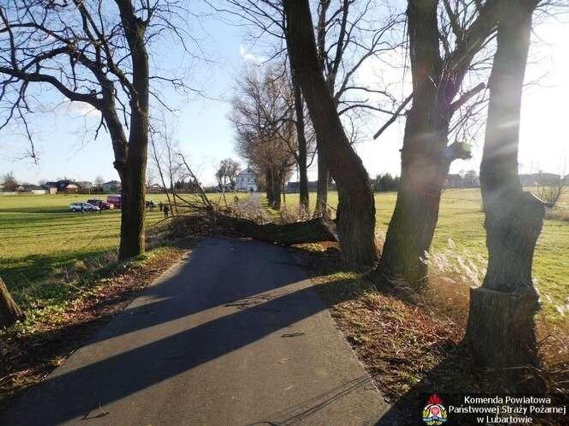 Silnie wiało. Powalone drzewa w pow. lubartowskim