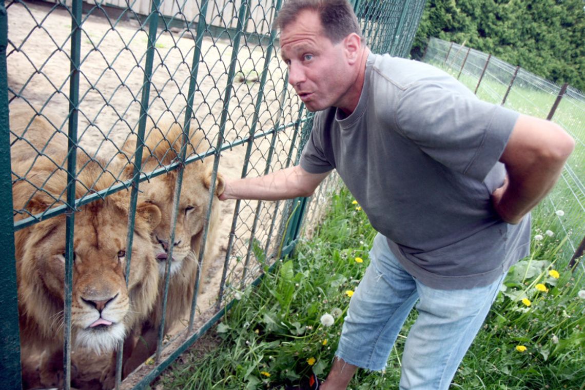 Simba i Alex. Lwy z gminy Wojciechów Simba i Alex. Lwy z gminy Wojciechów