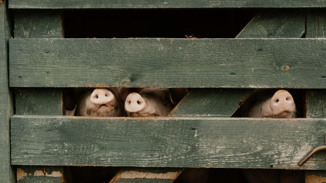 Siódme ognisko ASF w Lubelskiem. Wirus uderza w kolejne gospodarstwo