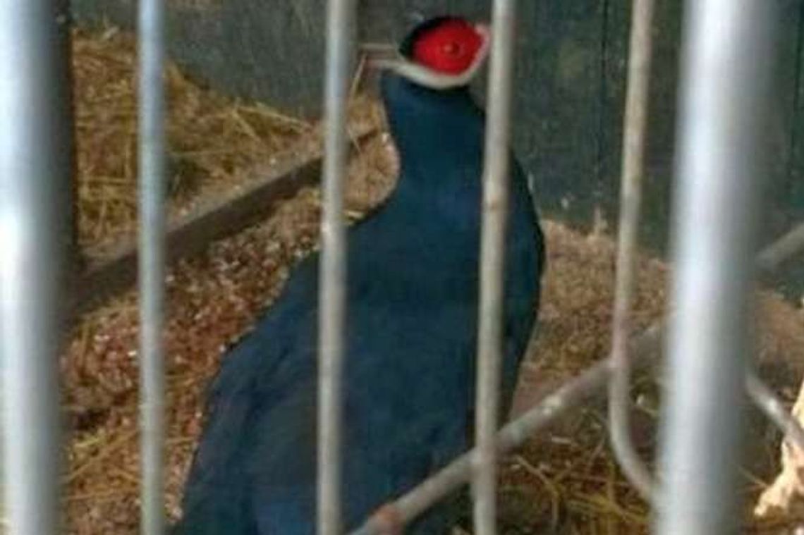 Sitno: Ukradł z kurnika sześć bażantów, chciał założyć hodowlę