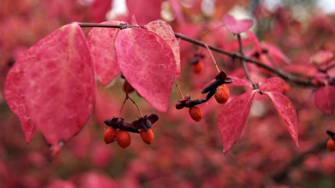 "Skąd jesień swoje barwy niesie?" - spacer po Ogrodzie Botanicznym