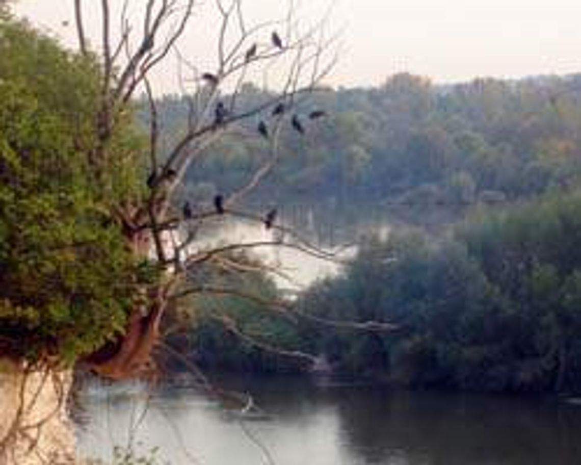 Skałki nad Wisłą w Annopolu (nr 32) - 4 głosy