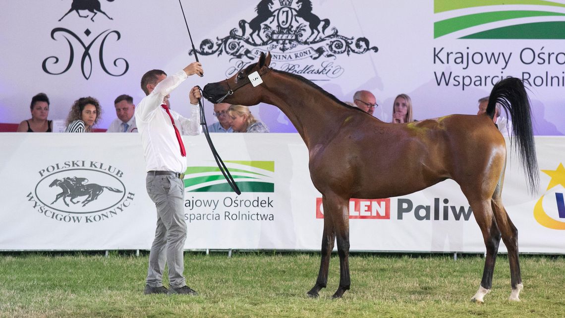 Skandal na Pride of Poland. Jeden z gości uderzył byłego wiceprezesa stadniny