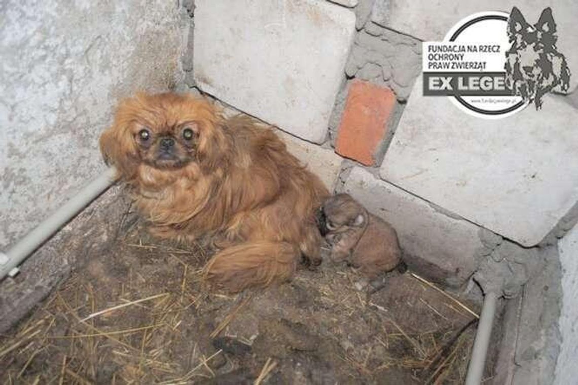 Skandaliczne warunki w których żyły pekińczyki. Kobieta odpowie za znęcanie