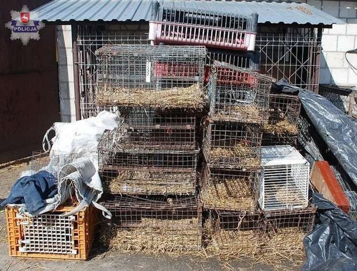 Skandaliczne warunki w nielegalnej hodowli psów