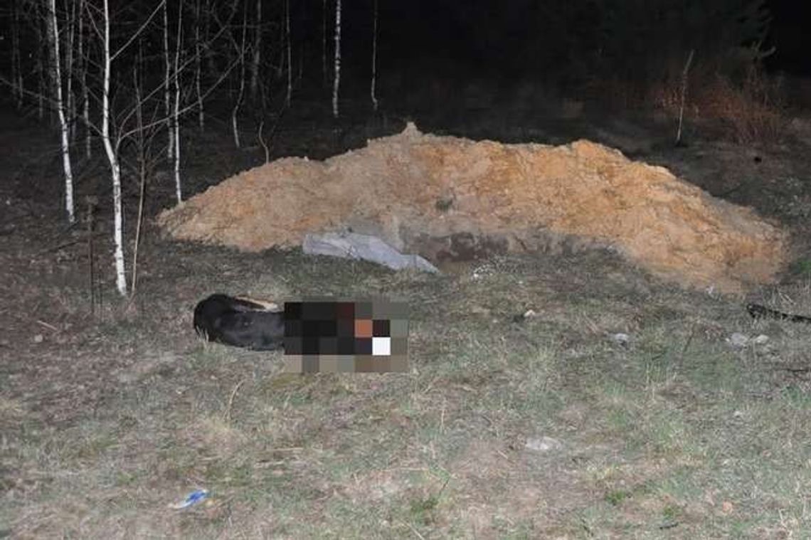 Skatował prętem psa, bo zagryzł mu kury