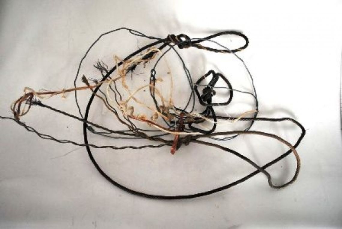 Skierbieszów: Kłusownik zabił sarnę