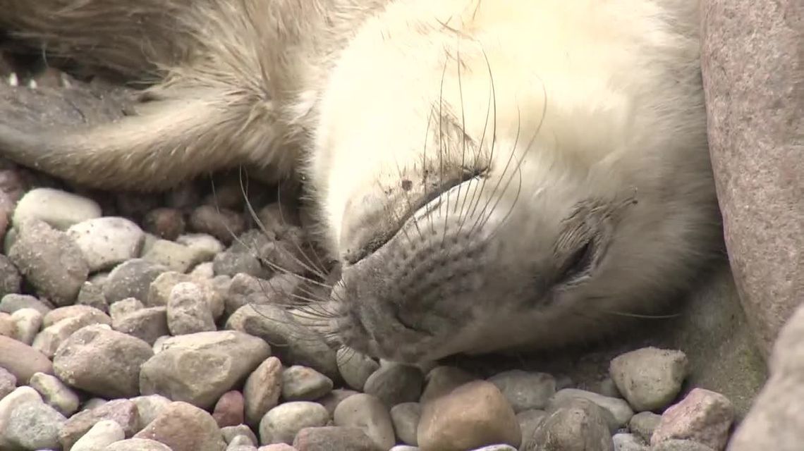 Skiper, Szekla i Szperk. W fokarium urodziły się trzy foki