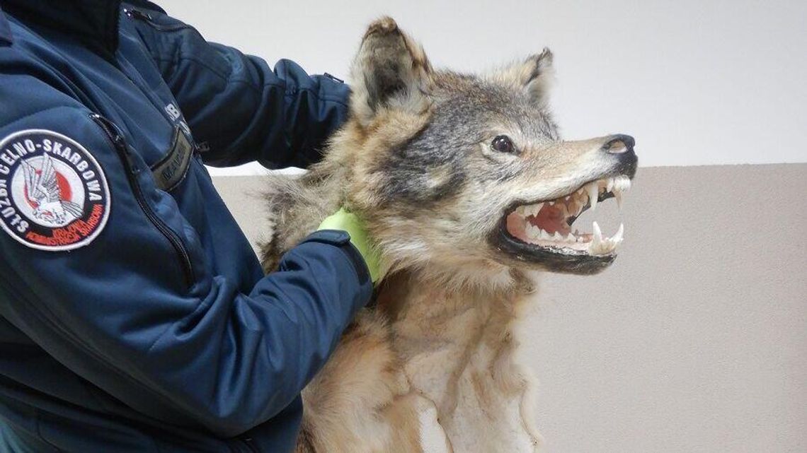 Skóra wilka, żółw stepowy w hummerze. Takie rzeczy na granicy Skóra wilka, żółw stepowy w hummerze. Takie rzeczy na granicy