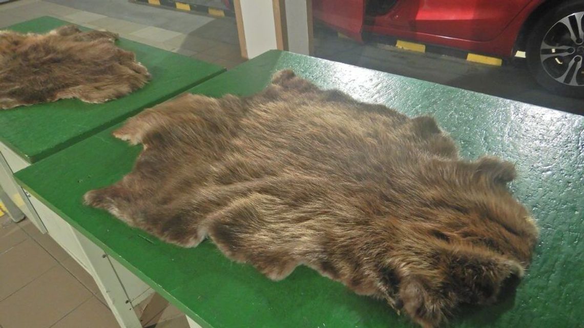 Skóry bobra robiły za samochodowe dywaniki