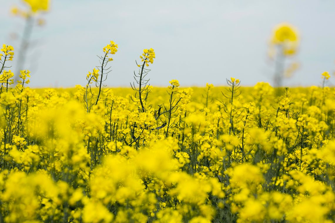 Skracanie rzepaku wiosną – klucz do stabilnego plonu