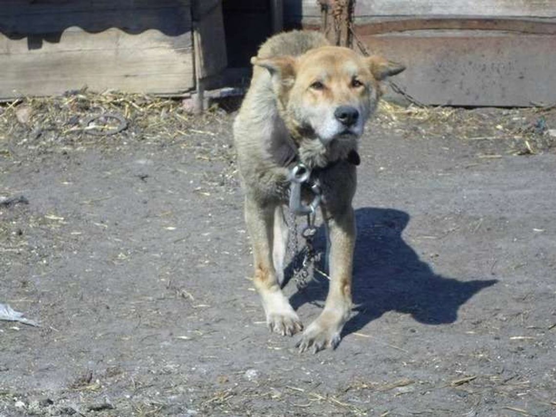 Skrajnie wycieńczony pies na łańcuchu. Właścicielce grożą 3 lata więzienia