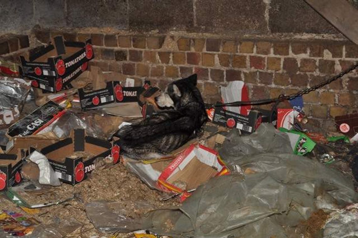 Skrajnie wyczerpany pies na posesji 43-latka