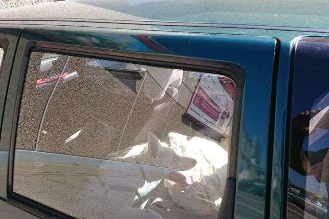 Skrajnie wyczerpany pies w rozgrzanym aucie. Strażnicy wybili szybę, zabrali zwierzę