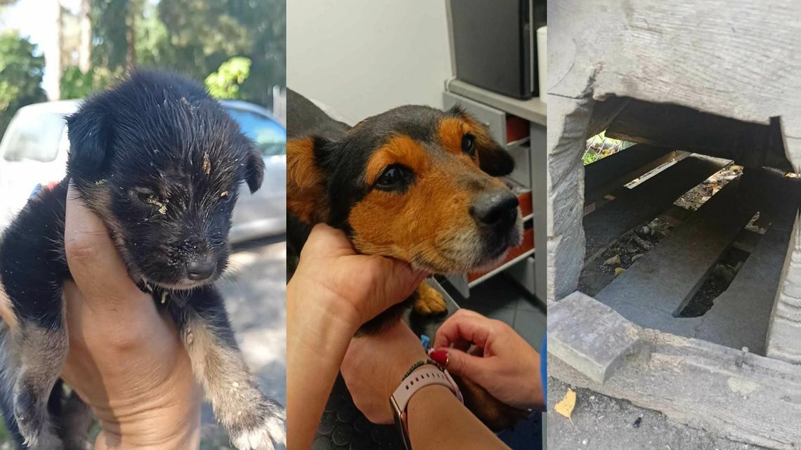 Skrajnie zaniedbane psy odebrane właścicielom. "Stan zagrażający życiu"