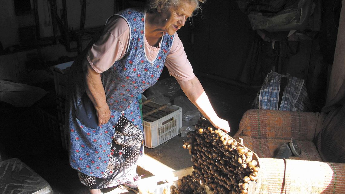Słaby biznes na ślimakach. Dwa lata temu do skupu trafiło 25 ton. A teraz? Słaby biznes na ślimakach. Dwa lata temu do skupu trafiło 25 ton. A teraz?
