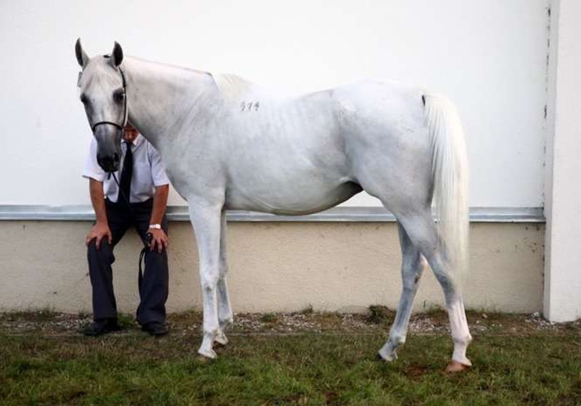 Śledczy wejdą do stadnin. Marek Trela: "zawiadomienie do prokuratury jest mi na rękę"