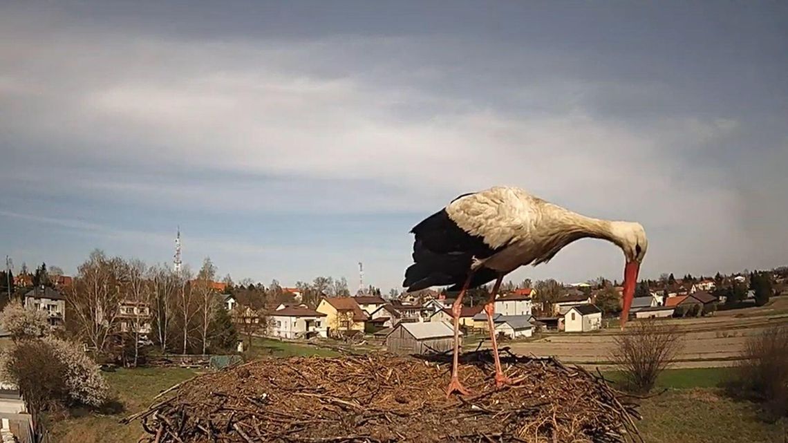 Śledzą go internauci z całego świata. Bocian ze Sławacinka wrócił do gniazda 