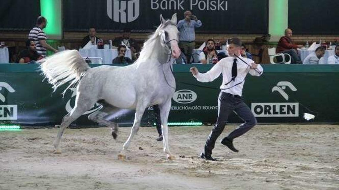 Śledztwo dotyczące stadniny w Janowie Podlaskim po raz kolejny przedłużone
