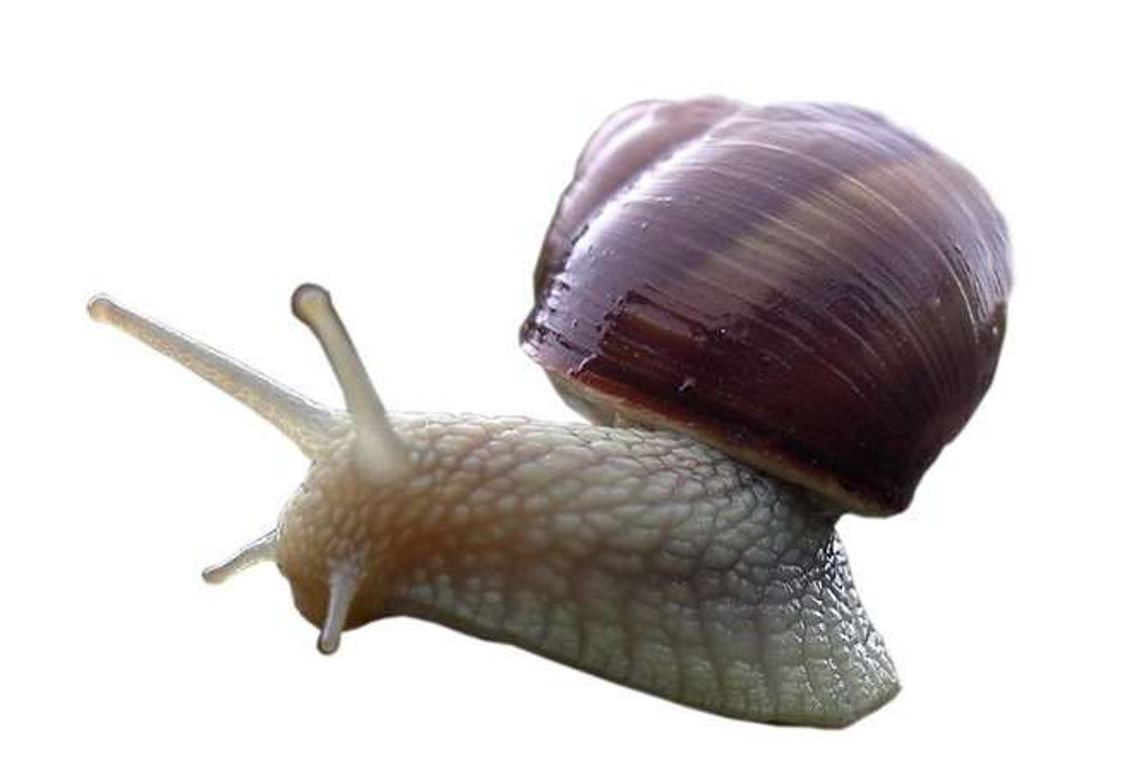 Ślimak narozrabiał na S17. Wszedł do latarni i wysadził korki