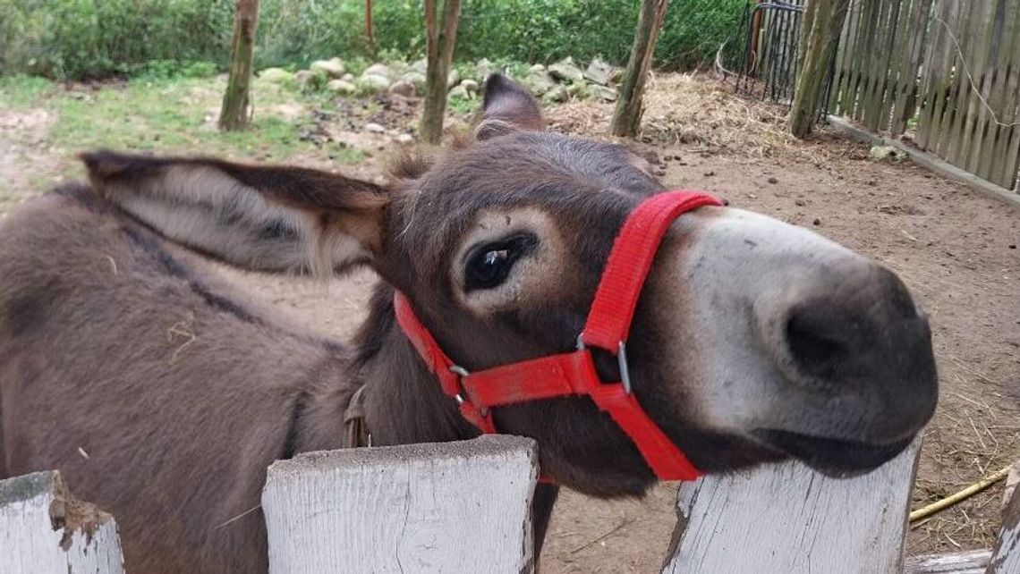 Słodka Ekipa zaprasza na piknik cukrzyka