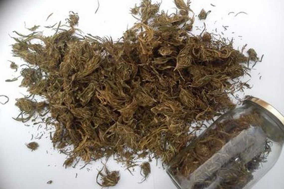 Słoiki pełne marihuany