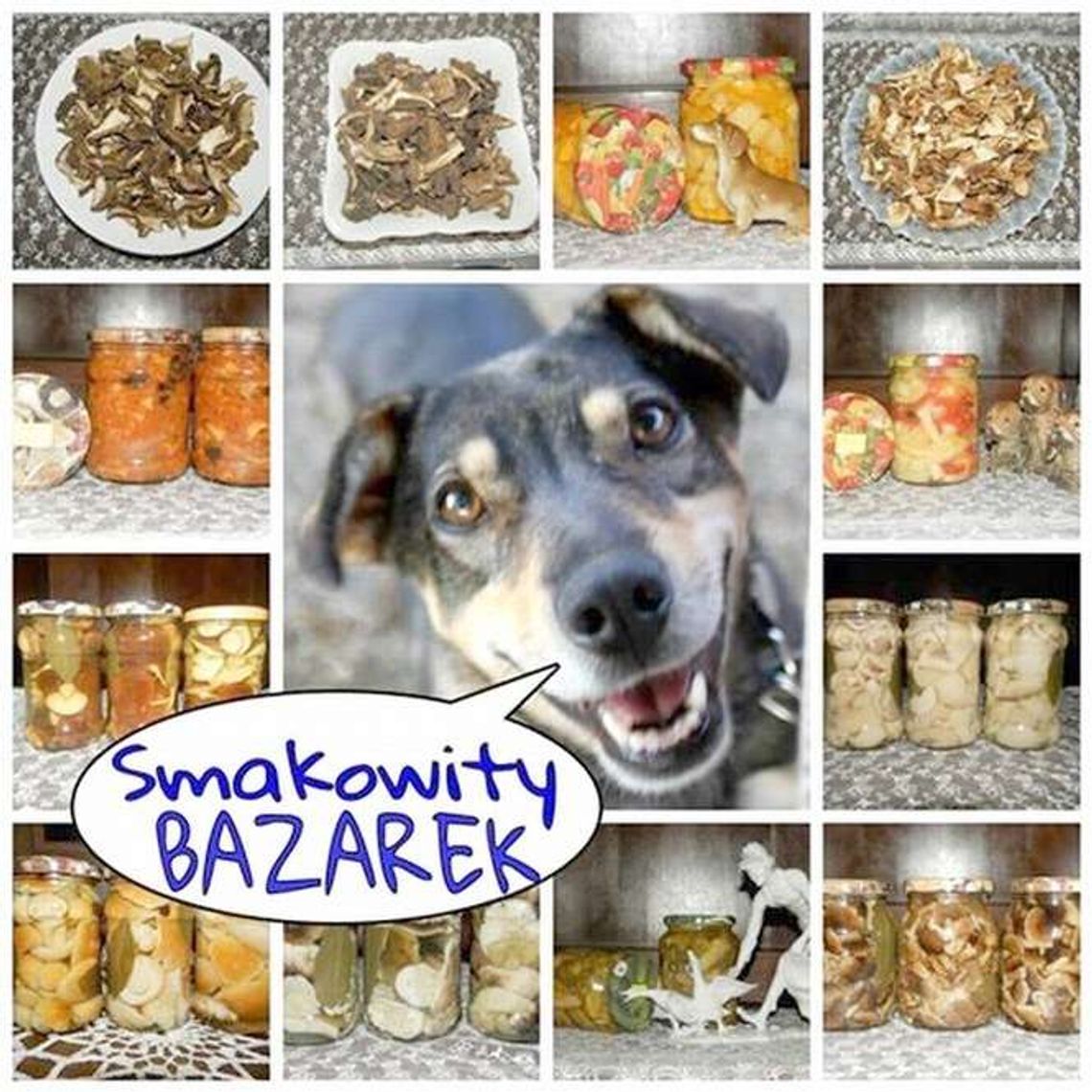 Słoiki pomagają czworonogom